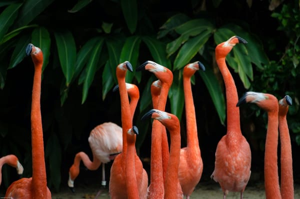 Flamingoes looking in opposite directions